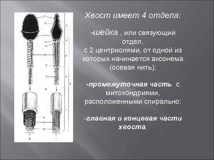 Хвост имеет 4 отдела: -шейка , или связующий отдел, с 2 центриолями, от одной