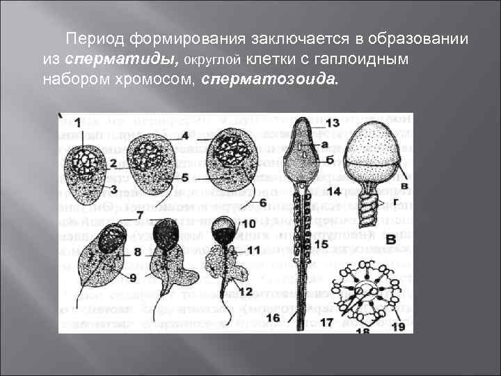 Период формирования заключается в образовании из сперматиды, округлой клетки с гаплоидным набором хромосом, сперматозоида.