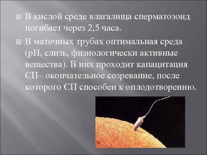  В кислой среде влагалища сперматозоид погибает через 2, 5 часа. В маточных трубах