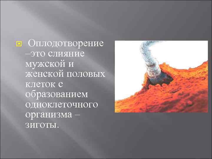  Оплодотворение –это слияние мужской и женской половых клеток с образованием одноклеточного организма –