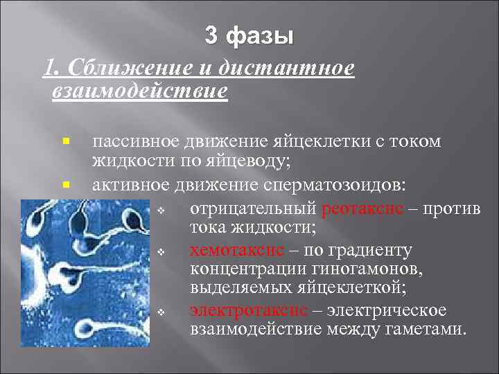 3 фазы 1. Сближение и дистантное взаимодействие пассивное движение яйцеклетки с током жидкости по