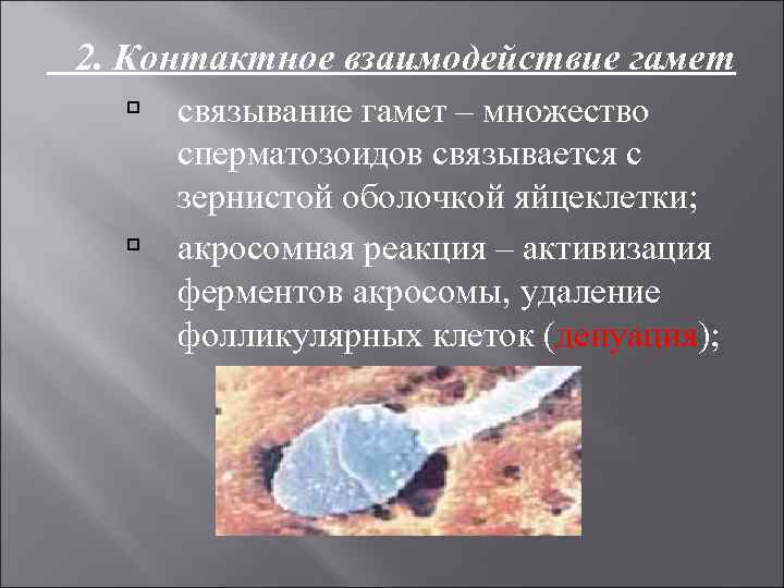 2. Контактное взаимодействие гамет связывание гамет – множество сперматозоидов связывается с зернистой оболочкой яйцеклетки;