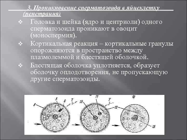 3. Проникновение сперматозоида в яйцеклетку (пенетрация) v v v Головка и шейка (ядро и