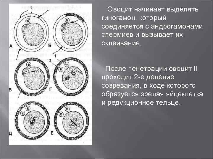 Овоцит начинает выделять гиногамон, который соединяется с андрогамонами спермиев и вызывает их склеивание. После