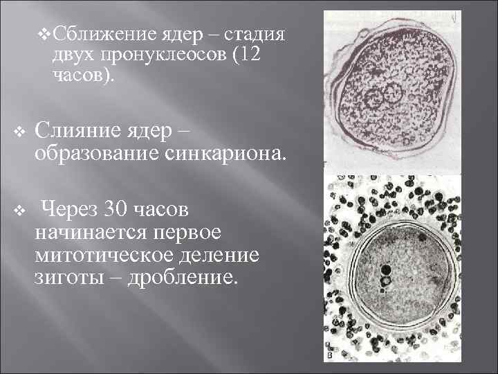 v. Сближение ядер – стадия двух пронуклеосов (12 часов). v Слияние ядер – образование