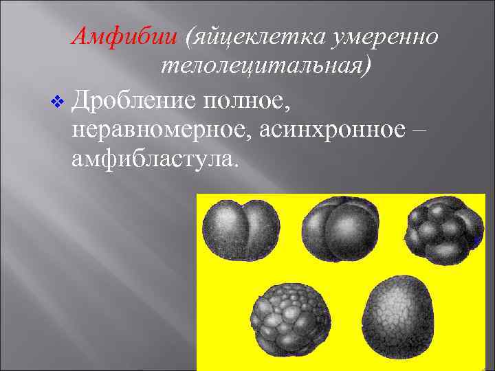 Амфибии (яйцеклетка умеренно телолецитальная) v Дробление полное, неравномерное, асинхронное – амфибластула. 