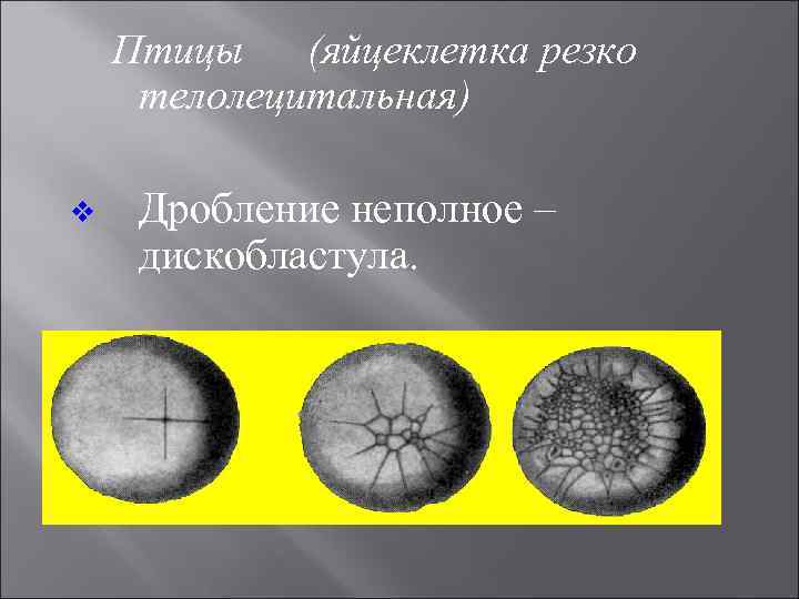 Птицы (яйцеклетка резко телолецитальная) v Дробление неполное – дискобластула. 