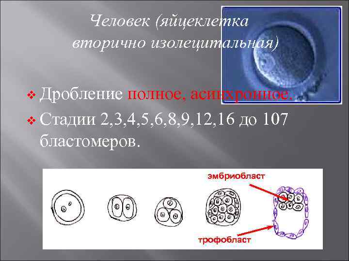 Человек (яйцеклетка вторично изолецитальная) v Дробление полное, асинхронное. v Стадии 2, 3, 4, 5,