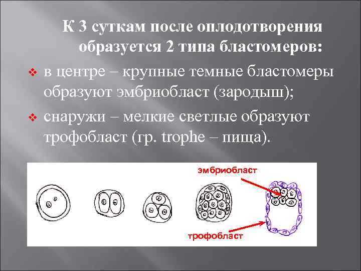 v v К 3 суткам после оплодотворения образуется 2 типа бластомеров: в центре –