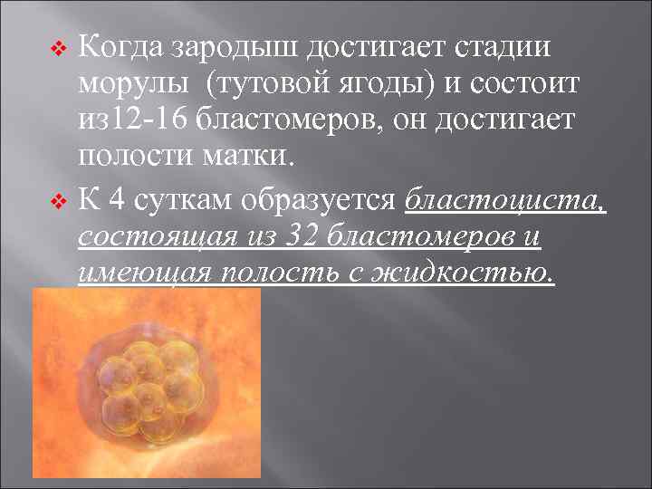 Когда зародыш достигает стадии морулы (тутовой ягоды) и состоит из 12 -16 бластомеров, он