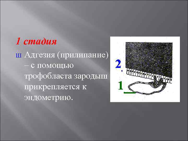 1 стадия Ш Адгезия (прилипание) – с помощью трофобласта зародыш прикрепляется к эндометрию. 