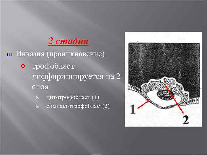 2 стадия Ш Инвазия (проникновение) v трофобласт диффиринцируется на 2 слоя ь ь цитотрофобласт