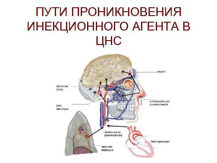 ПУТИ ПРОНИКНОВЕНИЯ ИНЕКЦИОННОГО АГЕНТА В ЦНС 