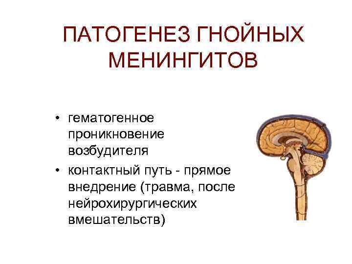 ПАТОГЕНЕЗ ГНОЙНЫХ МЕНИНГИТОВ • гематогенное проникновение возбудителя • контактный путь - прямое внедрение (травма,