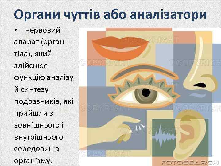 Органи чуттів або аналізатори • нервовий апарат (орган тіла), який здійснює функцію аналізу й