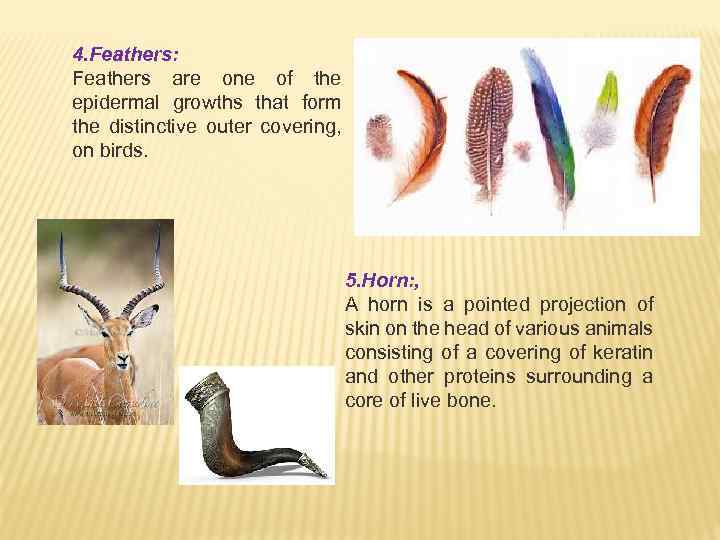 4. Feathers: Feathers are one of the epidermal growths that form the distinctive outer