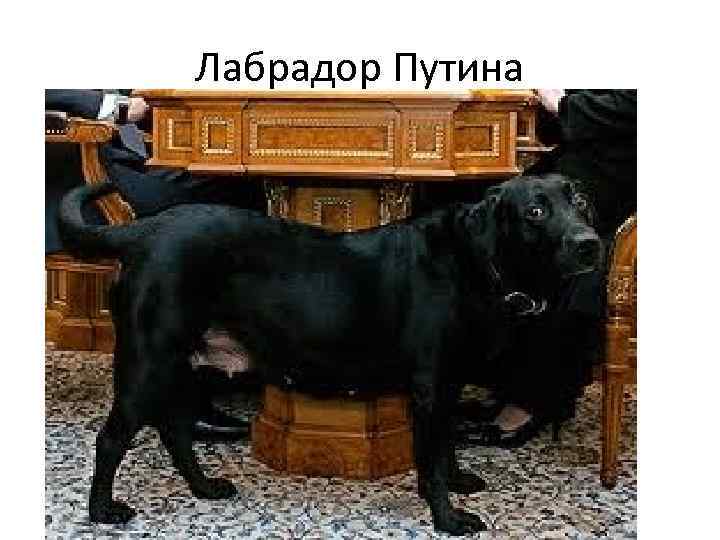 Лабрадор Путина 
