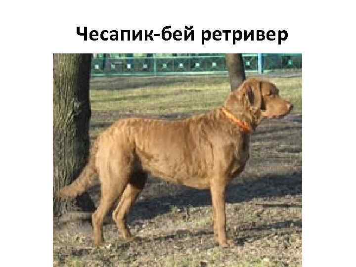 Чесапик-бей ретривер 