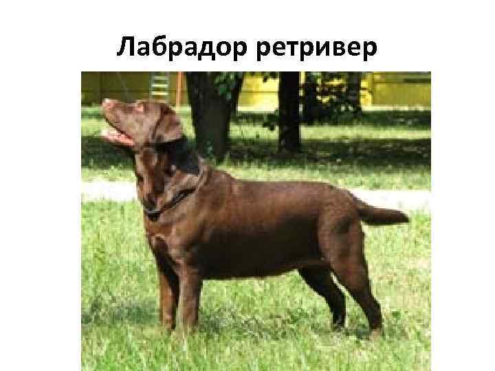 Лабрадор ретривер 