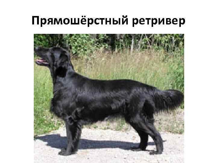 Прямошёрстный ретривер 