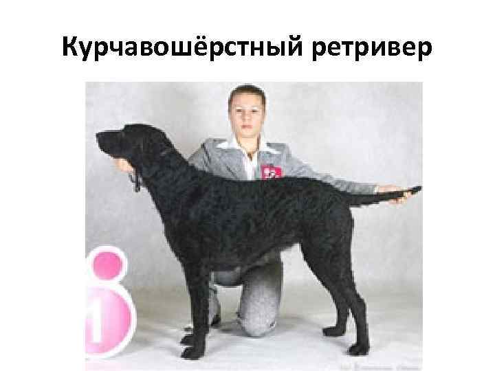 Курчавошёрстный ретривер 
