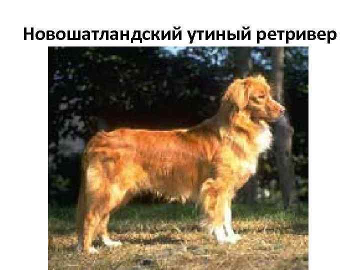 Новошатландский утиный ретривер 