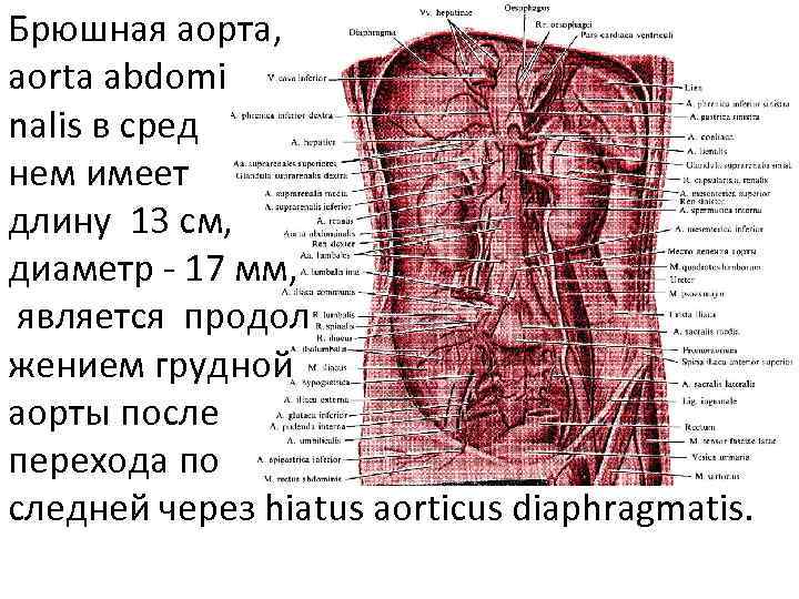 Брюшная аорта, aorta abdomi nalis в сред нем имеет длину 13 см, диаметр -