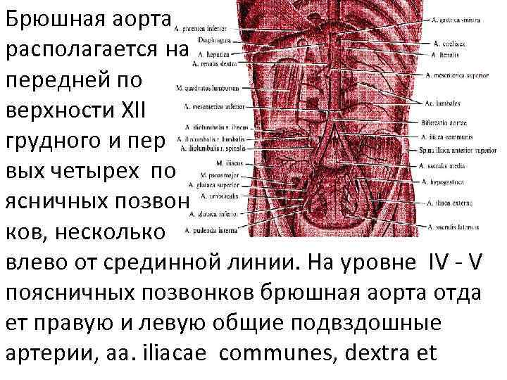 Где находится аорта в брюшной полости у человека рисунок