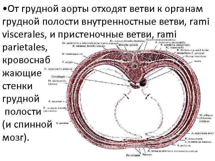 Аорта анатомия схема