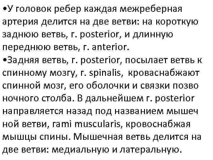  • У головок ребер каждая межреберная артерия делится на две ветви: на короткую