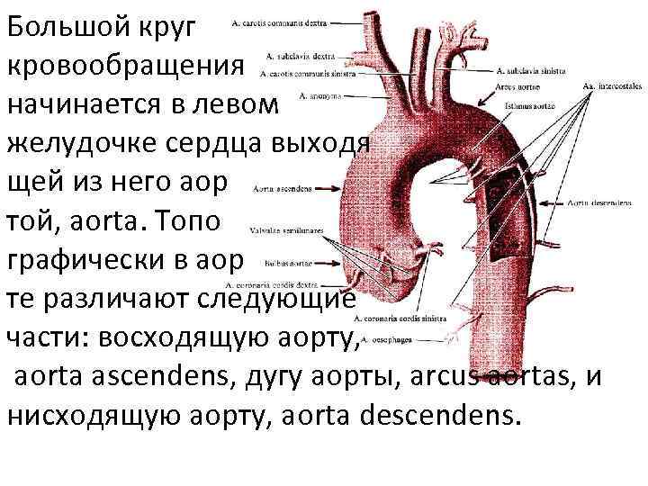 Схема дуги аорты