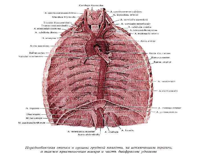 Размеры грудной аорты. Вены грудной полости анатомия. Грудная аорта рисунок.