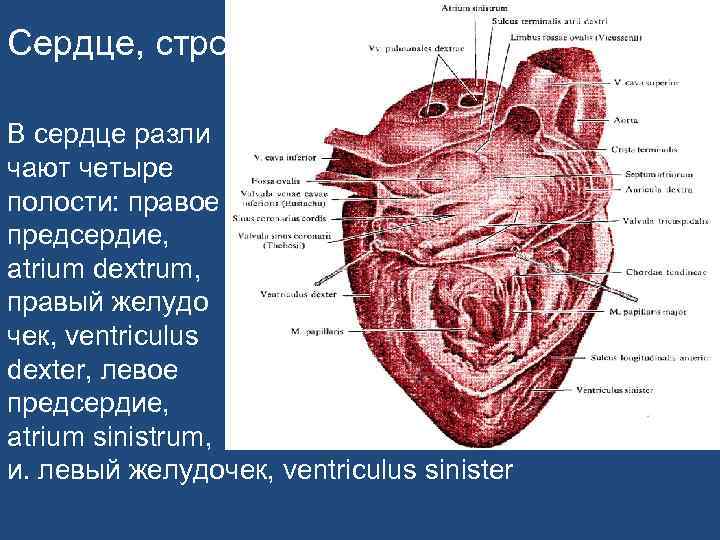 Полости сердца. Строение полостей сердца. Строение сердца овальная ямка. Сердце лекция по анатомии.