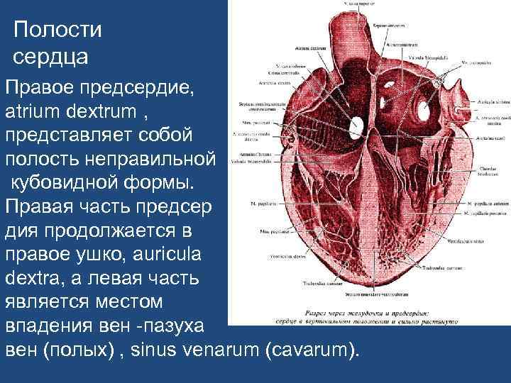 Правое предсердие сердца