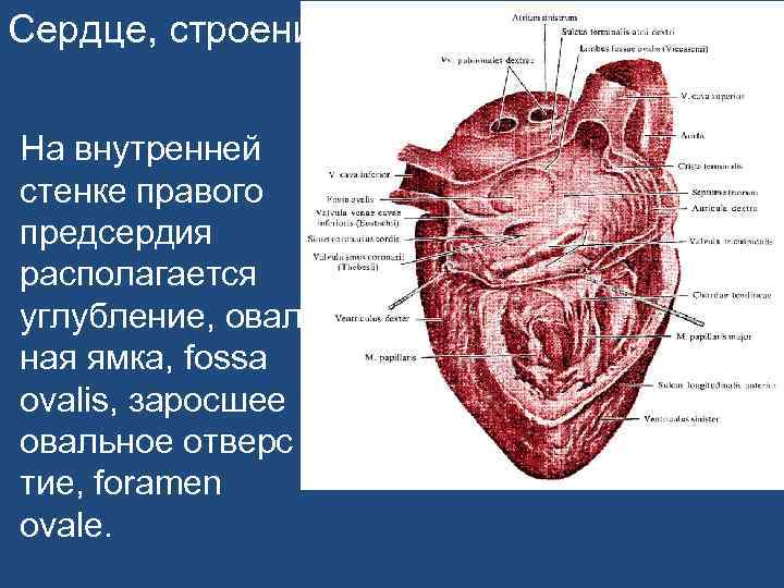Сердце, строение. На внутренней стенке правого предсердия располагается углубление, оваль ная ямка, fossa ovalis,