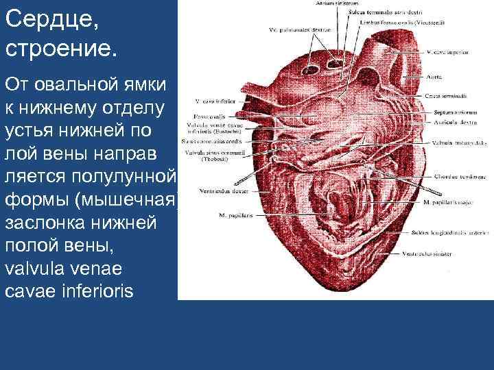 Сердце поросенка