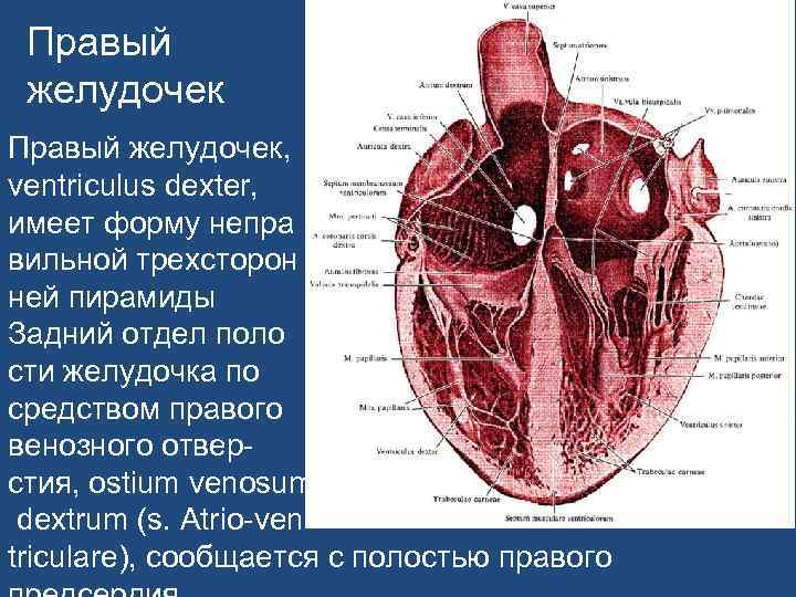 Желудок сердца. Правый желудочек ventriculus Dexter. Строение правого желудочка. Строение правого желудочка сердца. Строение желудочков сердца.