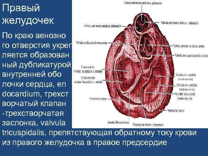 Стенки правого желудочка. Мясистые трабекулы правого желудочка. Отверстия в правом желудочке. Правый желудочек. Отверстия правого желудочка.