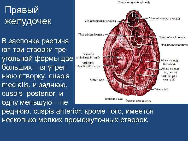 Правый желудочек В заслонке различа ют три створки тре угольной формы две больших –