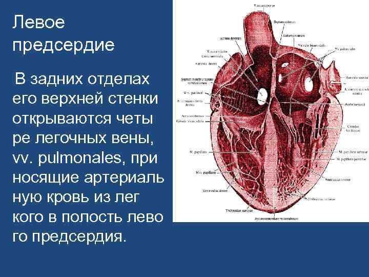 Левое предсердие. Сердце лекция по анатомии. Строение левого предсердия.