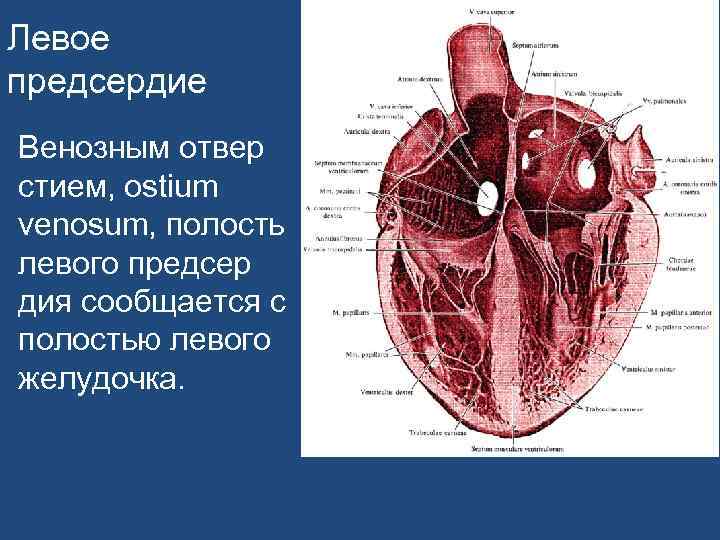 Левое предсердие Венозным отвер стием, ostium venosum, полость левого предсер дия сообщается с полостью