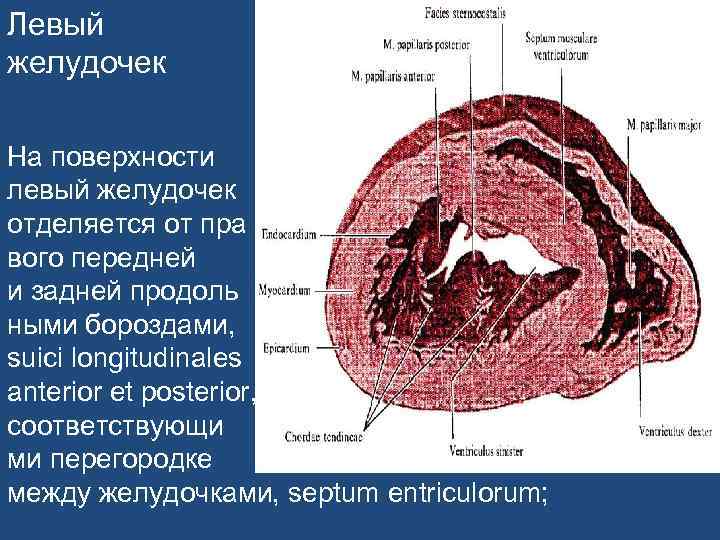 Стенки левого желудочка