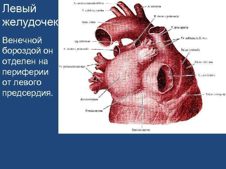 Левый желудочек Венечной бороздой он отделен на периферии от левого предсердия. 