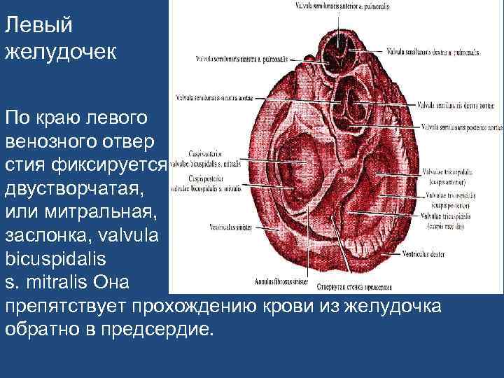 Левый желудочек По краю левого венозного отвер стия фиксируется двустворчатая, или митральная, заслонка, valvula