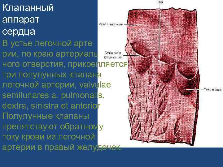 Клапанный аппарат сердца В устье легочной арте рии, по краю артериаль ного отверстия, прикрепляется