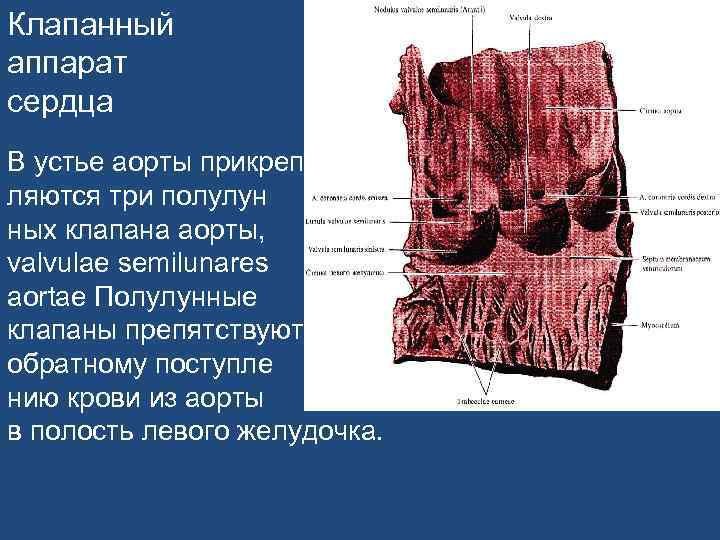 Клапанный аппарат сердца В устье аорты прикреп ляются три полулун ных клапана аорты, valvulae