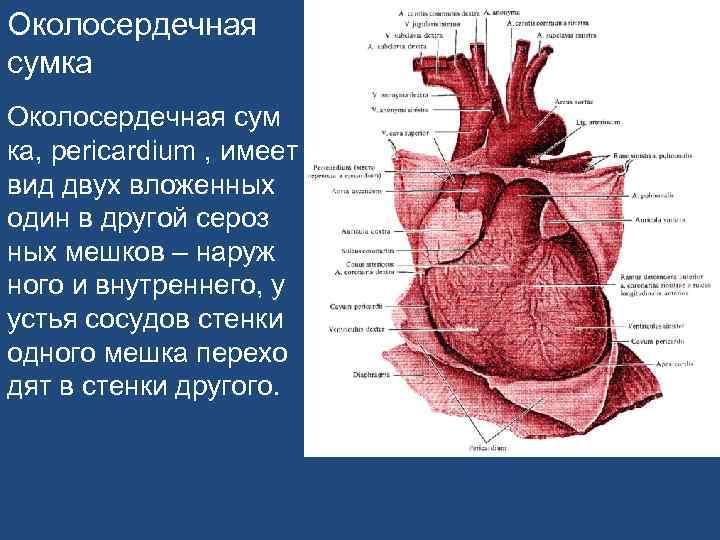 Околосердечная сумка