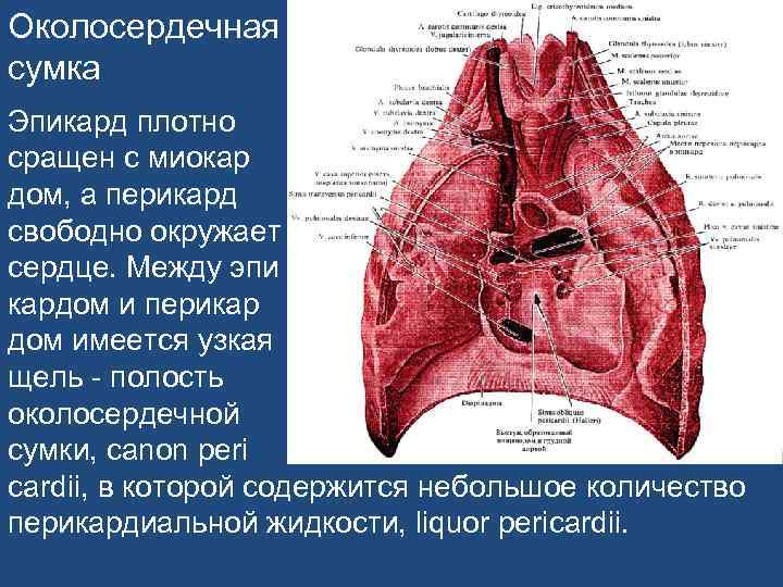 Околосердечная сумка Эпикард плотно сращен с миокар дом, а перикард свободно окружает сердце. Между