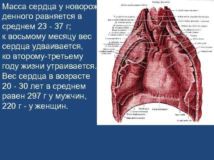 Масса сердца у новорож денного равняется в среднем 23 - 37 г; к восьмому