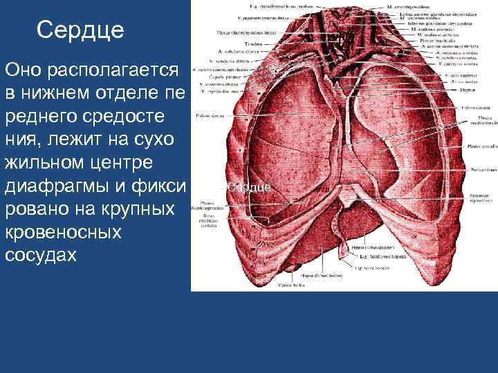 Сердце Оно располагается в нижнем отделе пе реднего cредосте ния, лежит на сухо жильном